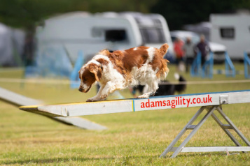 Springer spaniel on an agility seesaw